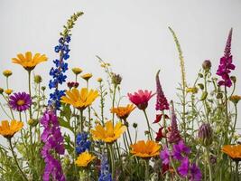 A Vibrant Array of Wildflowers in Full Bloom Against a Clean White Background photo