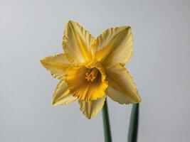 Portrait of a Radiant Yellow Daffodil Blooming Against a Soft Grey Background photo