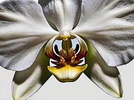 Close up view of a striking white orchid flower adorned with delicate water droplets photo