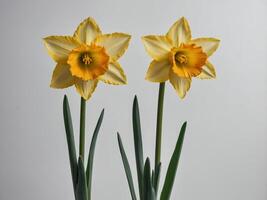 A photograph of two vibrant yellow daffodils in bloom against a plain background photo