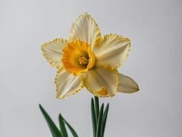 Elegant Yellow and White Daffodil Bloom on Light Background photo