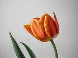 Portrait of an elegant orange tulip standing gracefully against a plain gray background photo