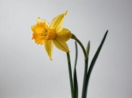 Photograph of a bright yellow daffodil in full bloom against a plain grey background photo