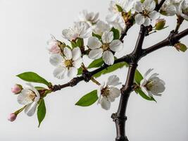 Close up of a cherry blossom branch in full bloom set against a bright minimalistic background photo