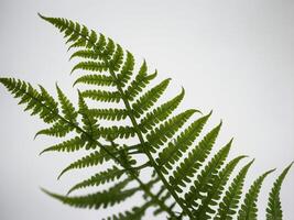 A close up view of a vibrant green fern frond against a soft neutral background photo