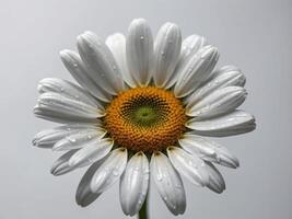 Photograph of a single daisy adorned with dewdrops against a neutral background photo