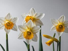 A serene arrangement of white and yellow daffodils against a minimalist gray background photo