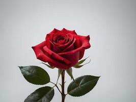 A single vibrant red rose in full bloom stands gracefully against a plain background photo