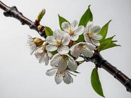 A detailed close up of delicate white cherry blossoms on a branch with fresh green leaves against a neutral background photo