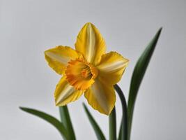 Photograph of a vibrant yellow daffodil in full bloom against a soft gray background photo
