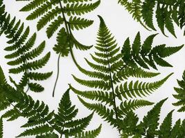 Intricate Green Fern Leaves Elegantly Cascading Against a Pristine White Background photo