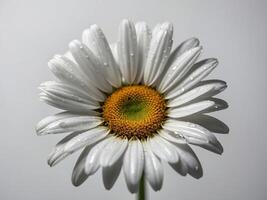 Close up of a pristine white daisy adorned with dewdrops against a subtle background photo