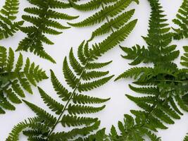 Intricately arranged fern leaves on a white background showcasing the delicate pattern of their fronds photo