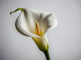 Portrait of an elegant white calla lily with dew drops gracefully presented against a soft gray background photo