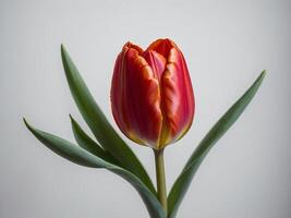 A striking close up of a solitary red tulip in full bloom against a neutral background photo