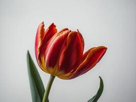Close up of a vibrant red and yellow tulip against a plain background photo