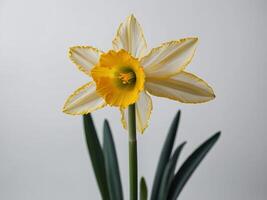 Portrait of a beautifully blooming daffodil with delicate yellow petals against a grey background photo