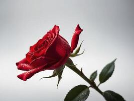 Elegant Red Rose with Dew Drops on Soft Gray Background photo