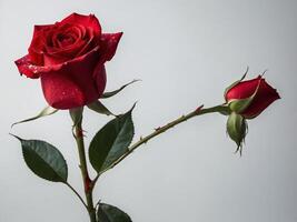 Portrait of a red rose in full bloom accompanied by a closed bud against a muted gradient background photo