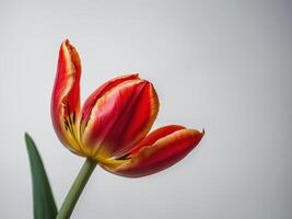 A close up photograph of a vibrant red and yellow tulip in full bloom photo