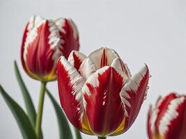 Close up of red and white tulips adorned with morning dew drops against a neutral background photo