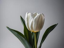 Portrait of a solitary white tulip in full bloom against a soft gray background photo