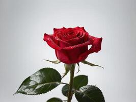 A single red rose adorned with dewdrops set against a neutral background photo