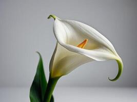Elegant White Calla Lily Blooming Against a Serene Grey Background photo