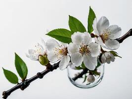 Photograph of a delicate branch adorned with blooming white flowers against a clean minimalist background photo
