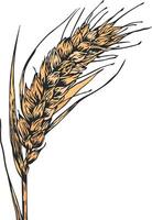 wheat or rye without background vector