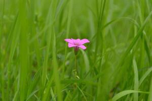 Small purple flower in the middle of the field. photo