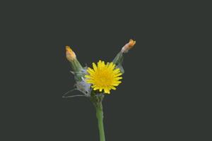 Photo of a dandelion flower.