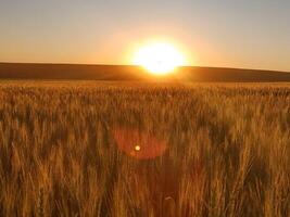Sunset in a wheat field. photo