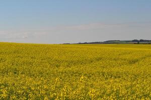 Field of yellow flowers. photo