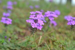Purple flowers in the field. photo
