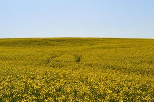 Field of flowers. photo