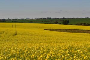 Field of yellow flowers. photo