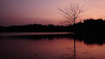 Tree in the lake at sunset with birds in the sky video