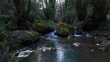 Serene Forest Stream Flowing Through Mossy Rocks at Dusk in a Tranquil Wilderness Setting video