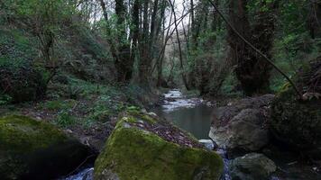 Serene Forest Stream Flowing Through Moss-Covered Rocks in the Early Morning Light video