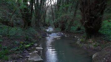 Tranquil Evening Stroll Along a Serene Stream in a Lush Forest video