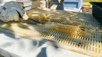 A beekeeper at an apiary scrapes honey and honeycombs with a spatula. Extraction of honey at the apiary. video