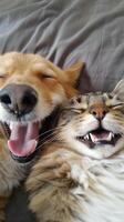 Dog and cat get along. Happy portrait of a dog with a cat. A puppy and a kitten sitting together photo