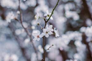 Beautiful branch with white blossom in a spring garden. photo