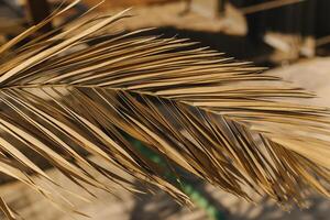 Beautiful palm leaf in a sunlight. Summer background. photo