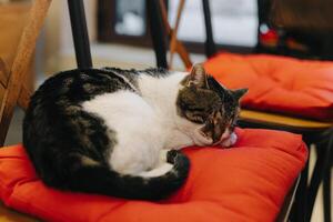 Cute white and grey cat sleeping on a pillow in a street cafe, Budva old town, Montenegro. photo