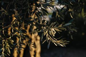 Fresh branches of olive tree in a garden on a sunny day. photo