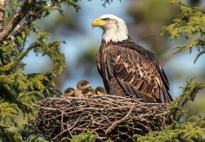 An eagle perched in a nest high in a tree with her chicks, symbolizing protection and high vantage points photo