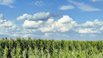 Birds take flight from a corn field video