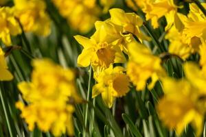 A bunch of yellow flowers with a blurry background. The flowers are in full bloom and are the main focus of the image. photo